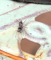 Myrmarachne inermichelis