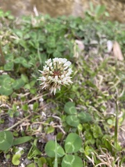 Trifolium repens