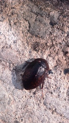 Homoeogamia mexicana