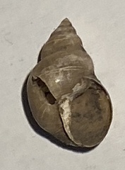Bulimulus bonariensis