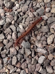 Scolopendra subspinipes