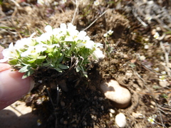 Cusickiella douglasii
