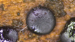 Sclerococcum stygium