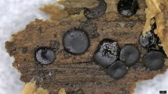 Sclerococcum stygium