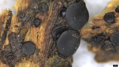 Sclerococcum stygium