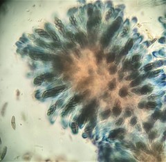 Sclerococcum stygium