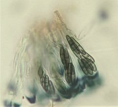 Sclerococcum stygium