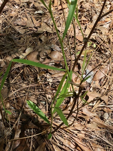 Asimina angustifolia image