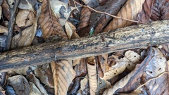 Sclerococcum stygium