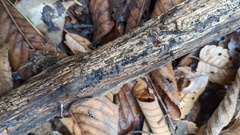 Sclerococcum stygium