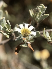 Scaevola spinescens