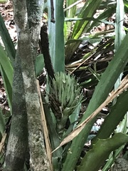 Ananas macrodontes
