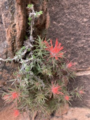 Castilleja scabrida
