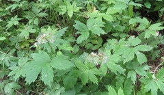 Hydrophyllum tenuipes