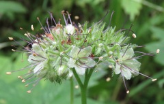 Hydrophyllum tenuipes