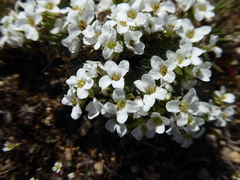 Cusickiella douglasii