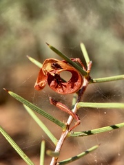 Acacia colletioides