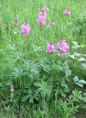 Sidalcea virgata