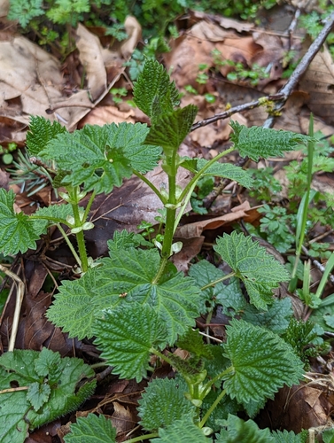 Stinging Nettle