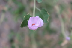 Malacothamnus densiflorus