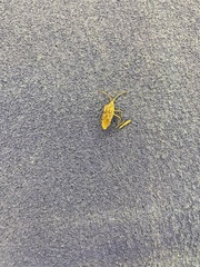 Leptoglossus clypealis