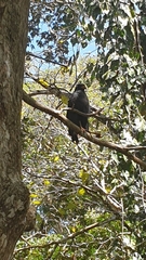 Buteogallus anthracinus