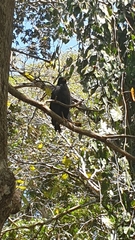 Buteogallus anthracinus