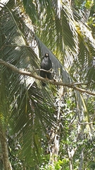 Buteogallus anthracinus