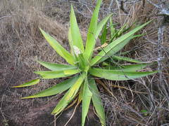 Agave warelliana