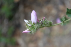 Malacothamnus densiflorus