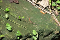 Eutropis lapulapu