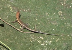 Eutropis lapulapu