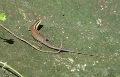 Eutropis lapulapu