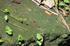 Eutropis lapulapu