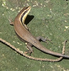 Eutropis lapulapu