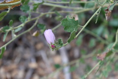 Malacothamnus densiflorus