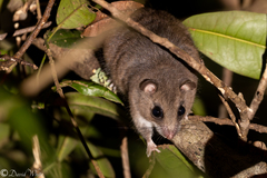Pogonomys macrourus