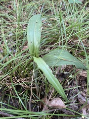 Platanthera ciliaris