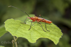 Macrocheraia grandis