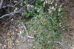 Malacothamnus densiflorus