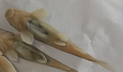 Garra makiensis