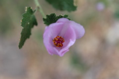 Malacothamnus densiflorus