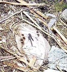 Brachythemis leucosticta