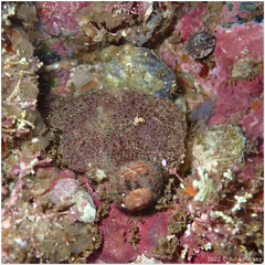 Eudistoma psammion