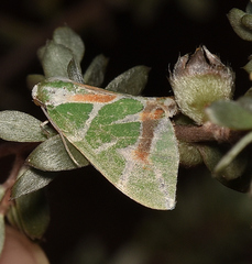 Chlorodes boisduvalaria