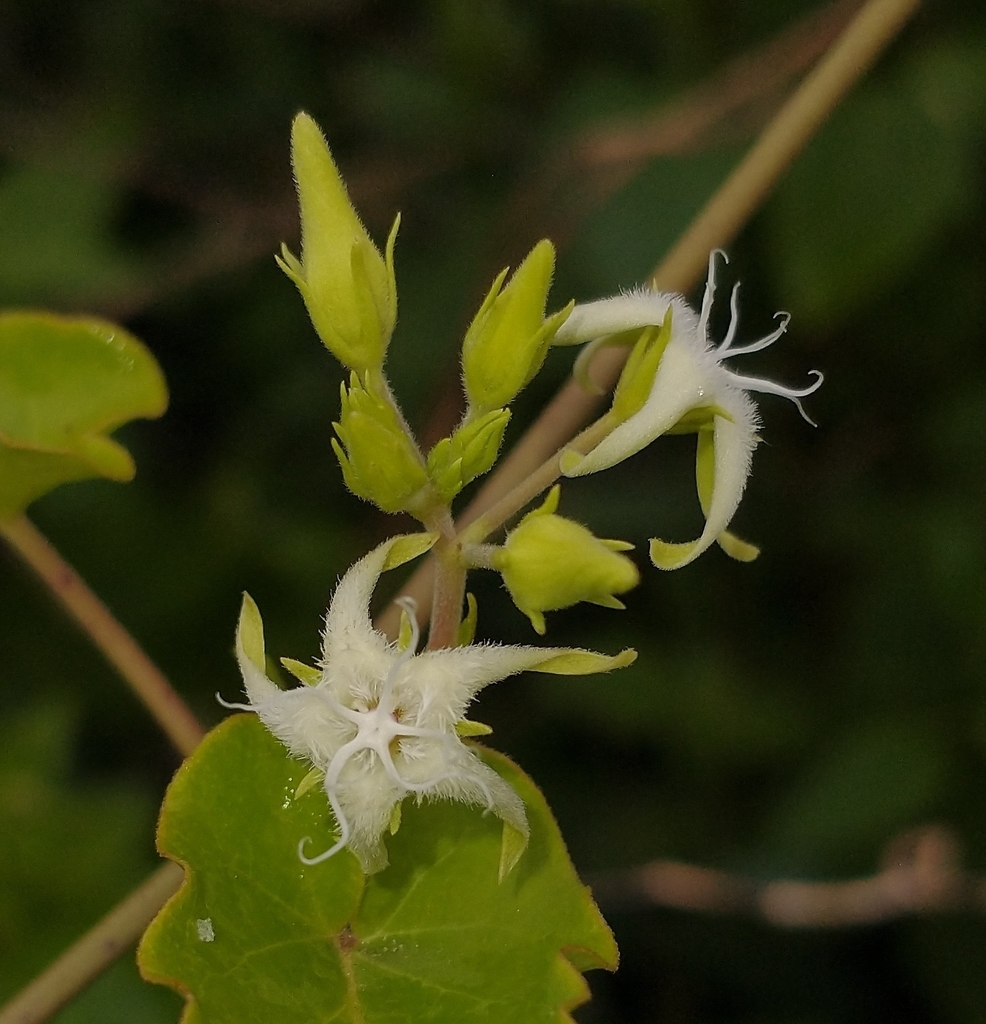 Oxypetalum sylvestre