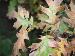Amphibolips globulus