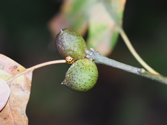 Amphibolips globulus