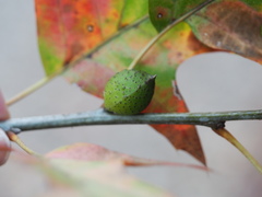 Amphibolips globulus