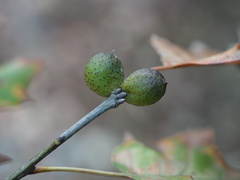 Amphibolips globulus